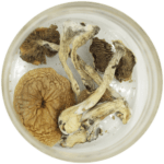 African Cubensis (Panaeolus africanus) | Shrooms Edibles Online Canada