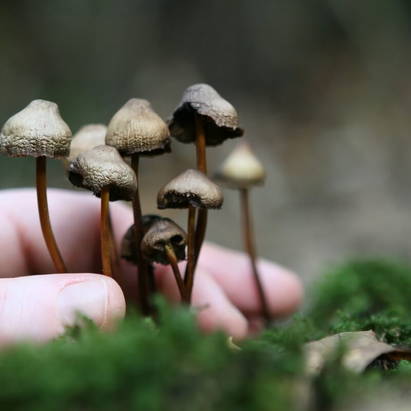 Guide to Magic Mushrooms | Shrooms Edibles Online Canada