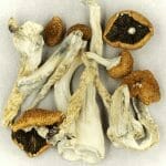 Creeper | Shrooms Edibles Online Canada