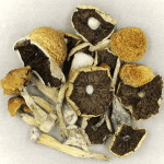 Penis Envy Cubensis | Shrooms Edibles Online Canada