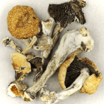 Thai Elephant | Shrooms Edibles Online Canada