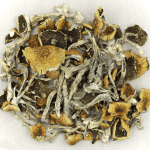 Daddy Long Legs | Shrooms Edibles Online Canada