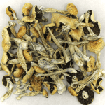 Puerto Rican | Shrooms Edibles Online Canada