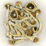 Texas Yellow Cap | Shrooms Edibles Online Canada
