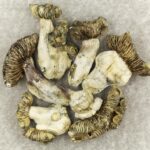 White Burma | Shrooms Edibles Online Canada