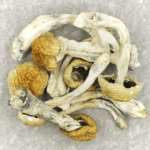 Chitwan Nepal | Shrooms Edibles Online Canada