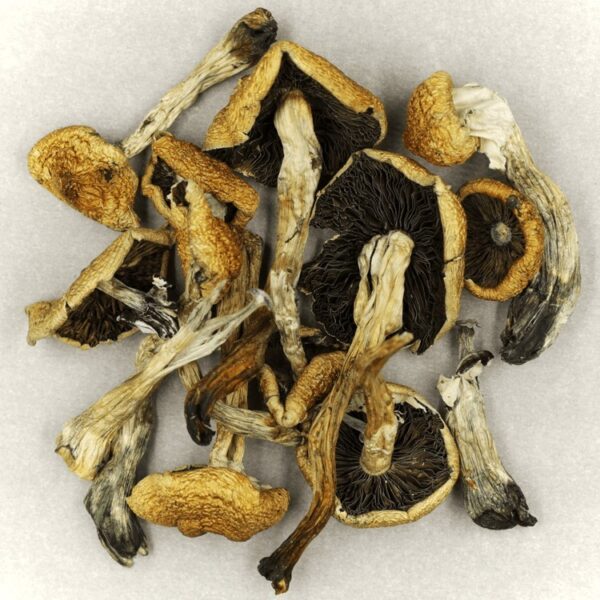 Malabar | Shrooms Edibles Online Canada