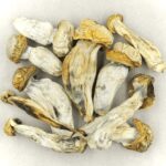 Melmac | Shrooms Edibles Online Canada