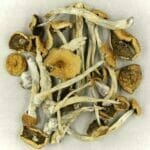 Mexicana | Shrooms Edibles Online Canada