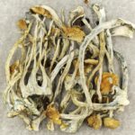 Amazonian Cubensis | Shrooms Edibles Online Canada