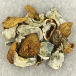 King Kong | Shrooms Edibles Online Canada