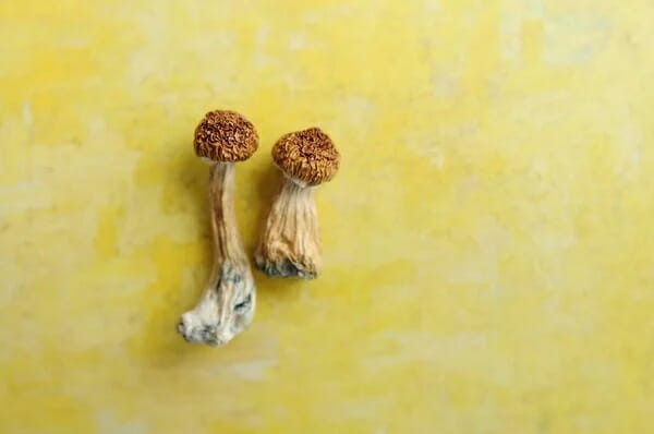 Lemon Tek at Zoomies Canada | Shrooms Edibles Online Canada