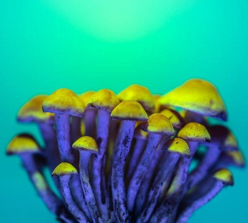 LSD Edibles | Shrooms Edibles Online Canada
