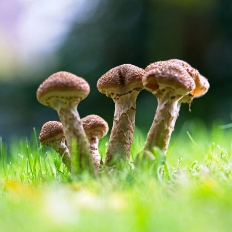 Mushroom Dispensary | Shrooms Edibles Online Canada