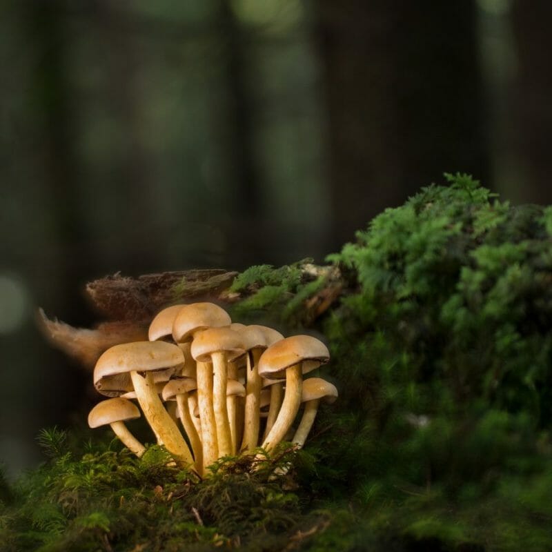 Strongest Mushroom Strains | Shrooms Edibles Online Canada