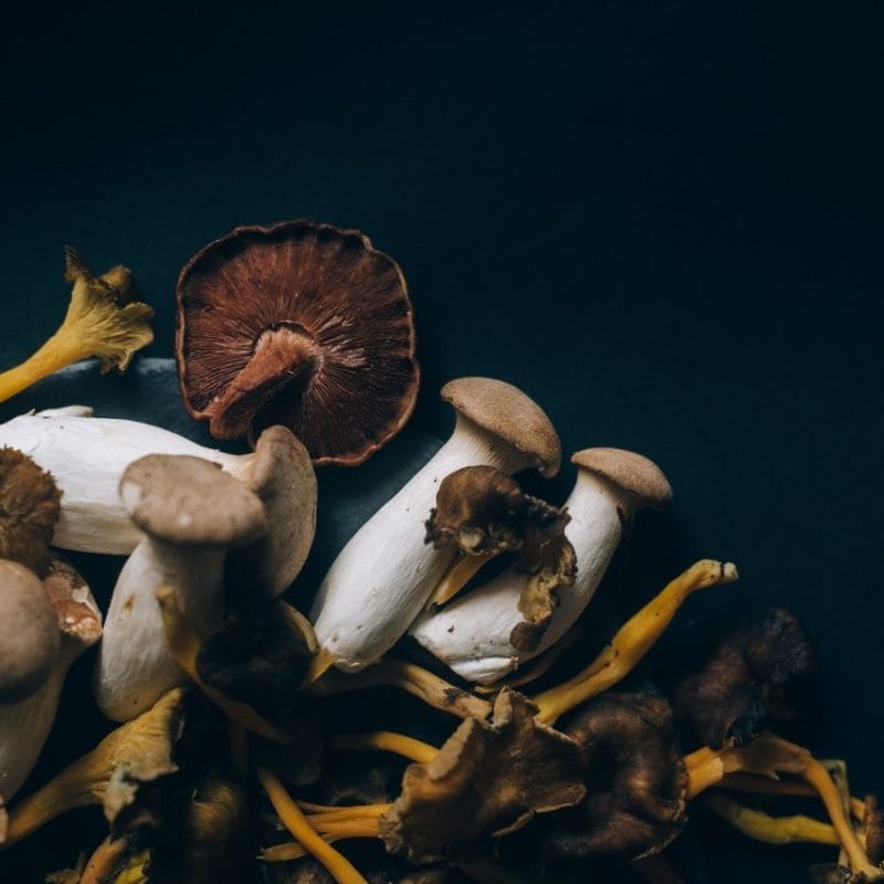 Dried Shrooms | Shrooms Edibles Online Canada