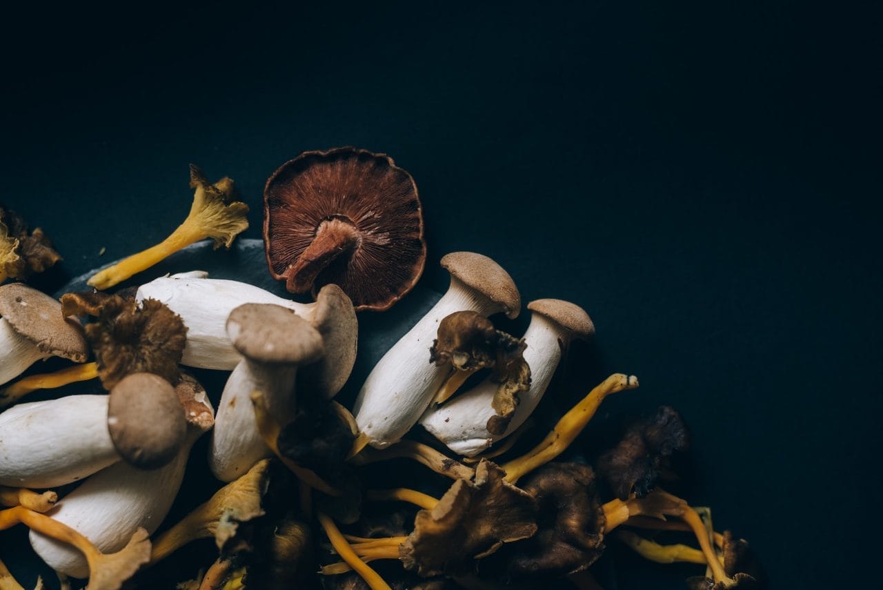 Studies Indicate That Dried Psychedelic Mushrooms Can Induce a State Similar to a ‘Lucid Dream’
