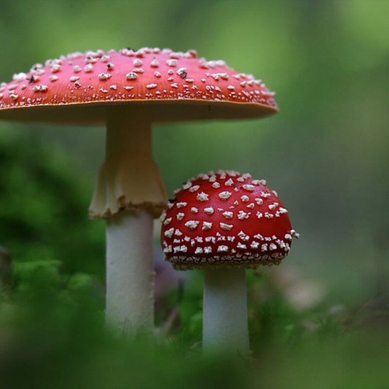 Magic Mushrooms Canada | Shrooms Edibles Online Canada