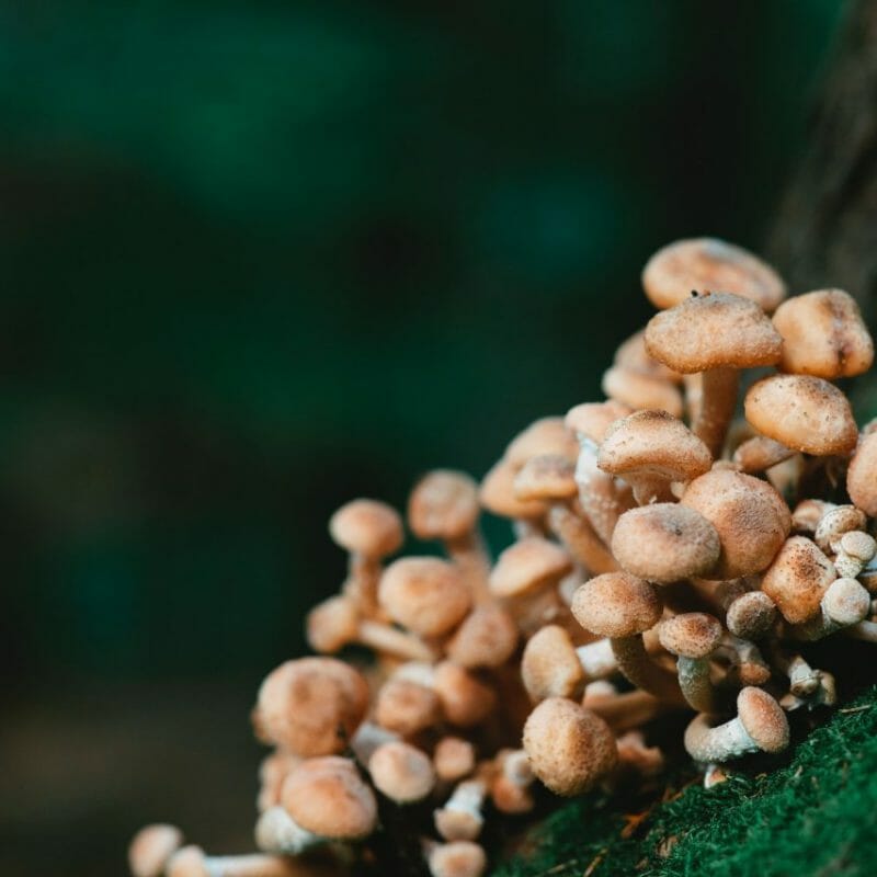 Mushroom Dispensary - Zoomies | Shrooms Edibles Online Canada