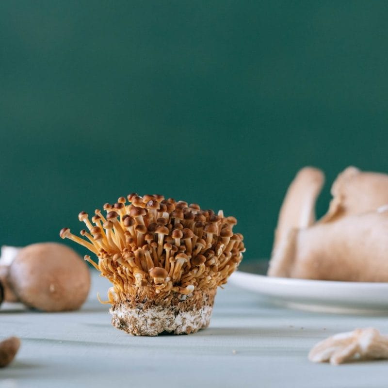 Buy Magic Mushroom | Shrooms Edibles Online Canada
