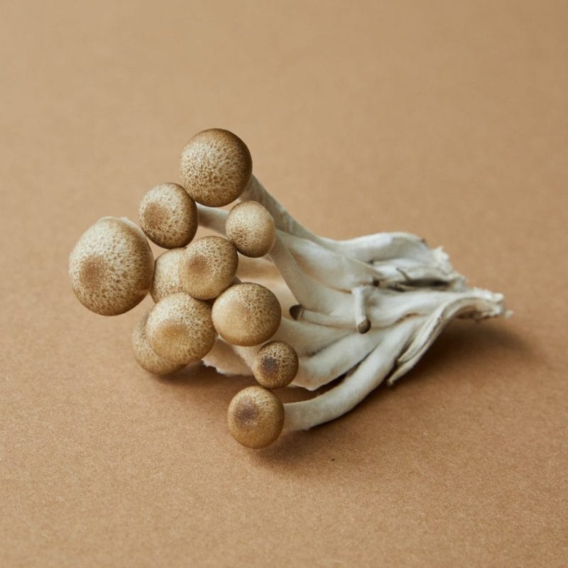 strongest mushroom strain | Shrooms Edibles Online Canada