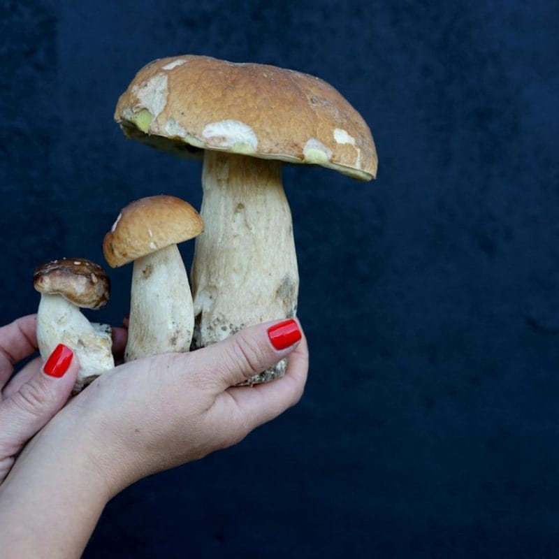 Shrooms Online | Shrooms Edibles Online Canada