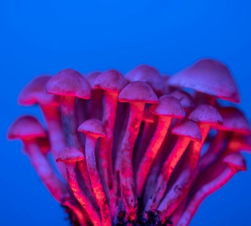 Shrooms Delivery in Canada | Shrooms Edibles Online Canada