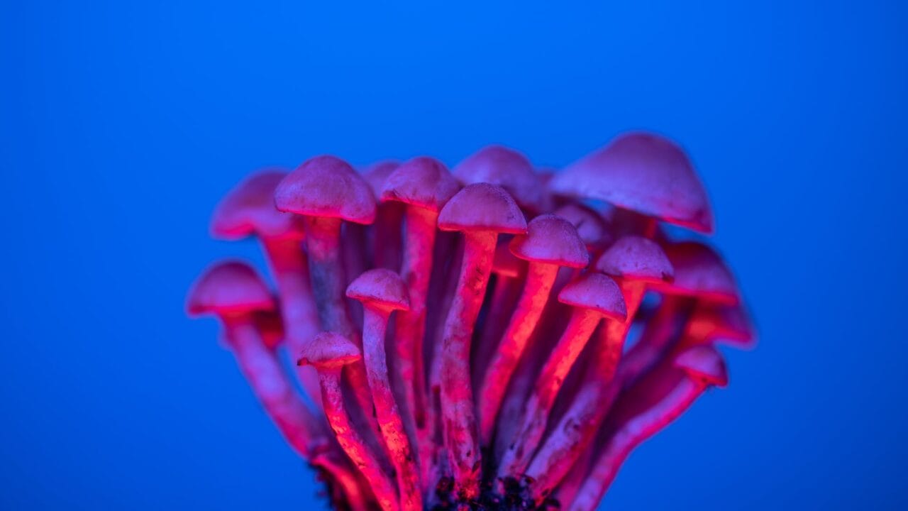 Delivery of Shrooms for Boosting Cognitive Abilities: Investigating the Advantages of Nootropics