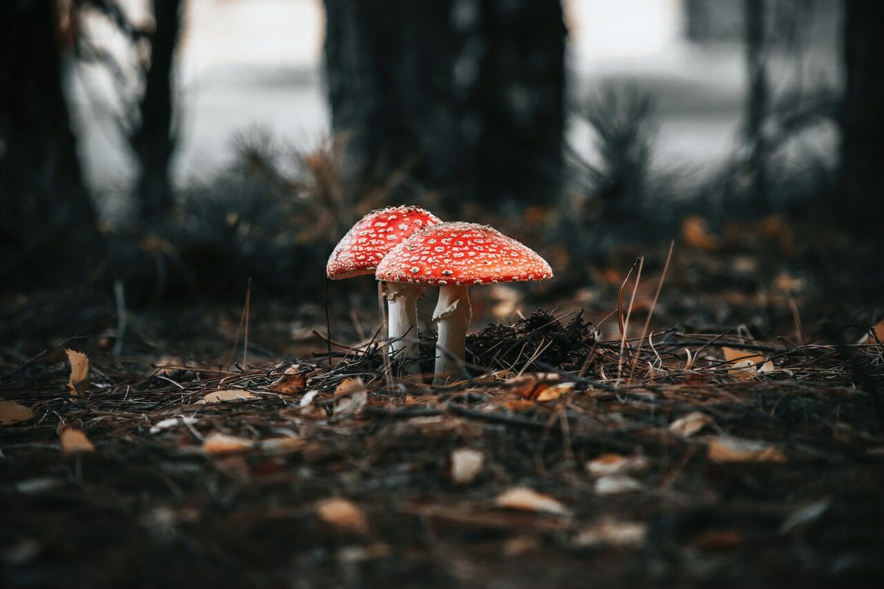 The Evolving Revolution of Psilocybin: Its Production, Study, and Future Direction