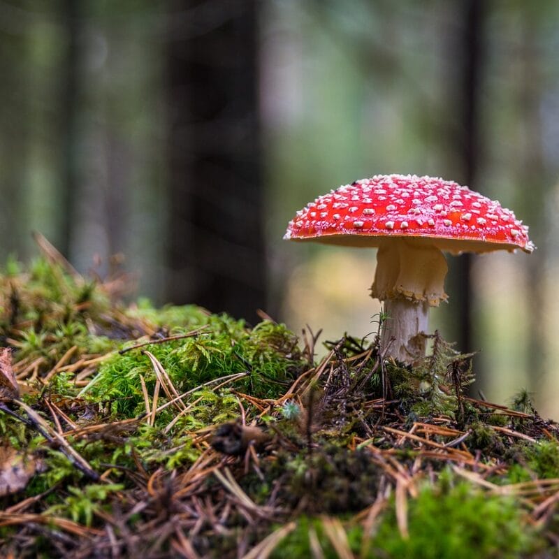 Shrooms Online in Canada | Shrooms Edibles Online Canada