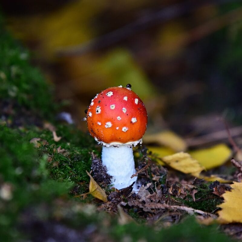 buy LSD online in Canada | Shrooms Edibles Online Canada