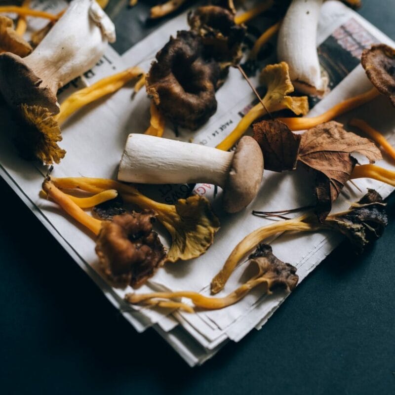 Mushroom chocolate at Zoomies Canada | Shrooms Edibles Online Canada