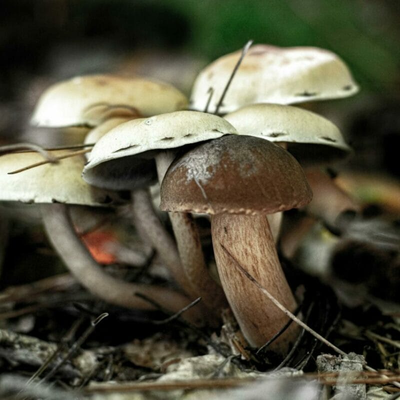psilocybin mushroom | Shrooms Edibles Online Canada