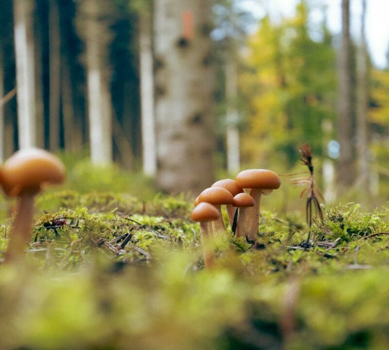 Magic Mushroom Dispensary | Shrooms Edibles Online Canada