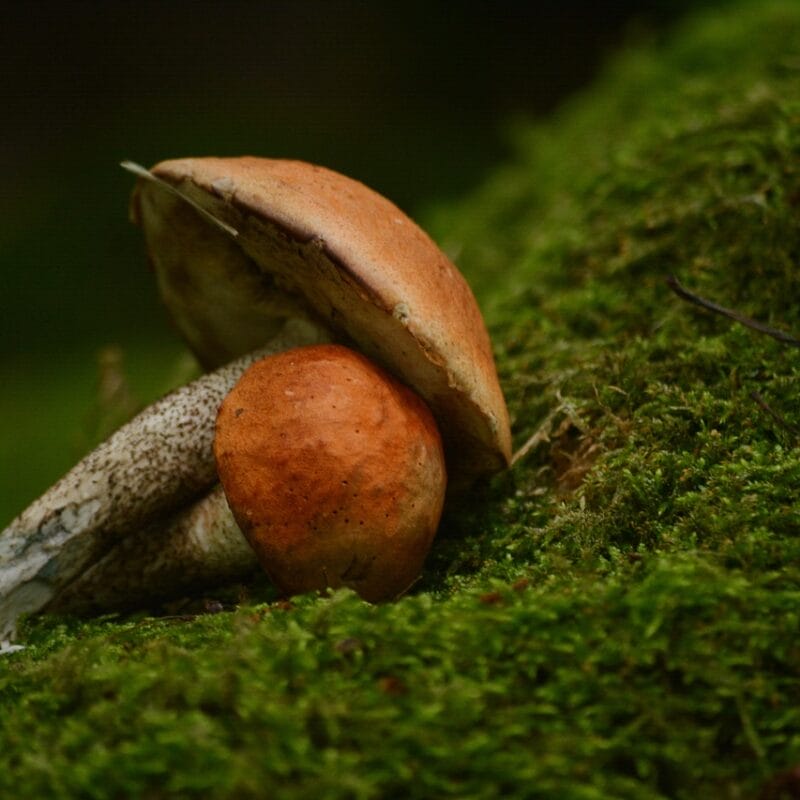 Mushroom Dispensary Vancouver | Shrooms Edibles Online Canada