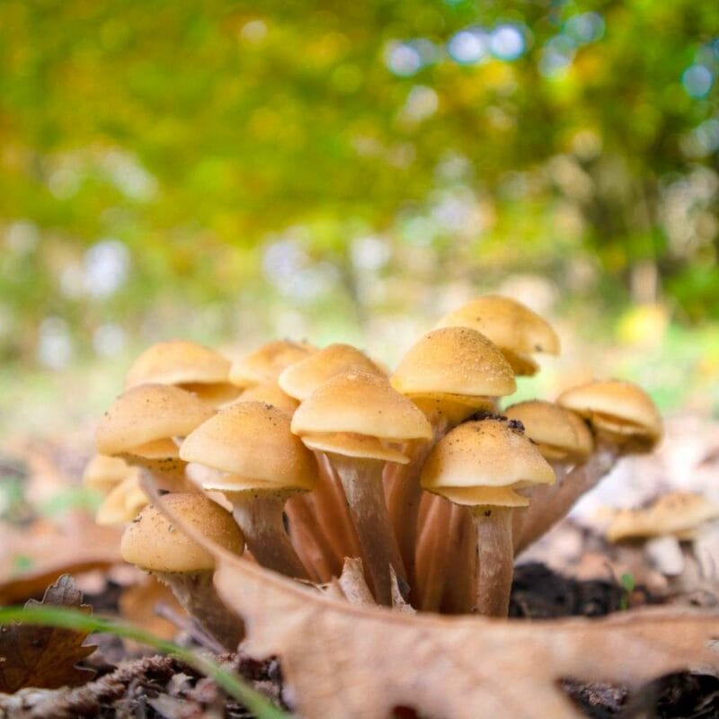 Shrooms Canada | Shrooms Edibles Online Canada