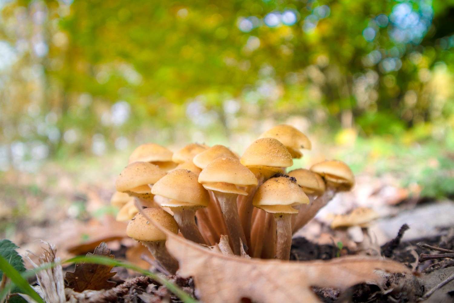 The Spread of Psilocybin Mushrooms Beyond Canada – Microdosing Emerges As A Worldwide Trend
