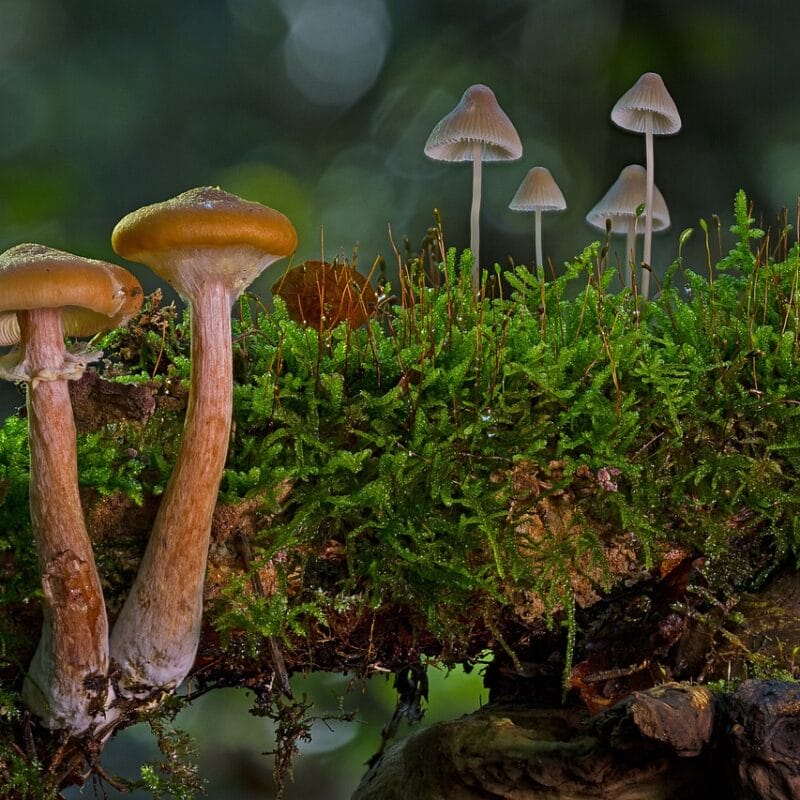magic mushroom in Canada | Shrooms Edibles Online Canada