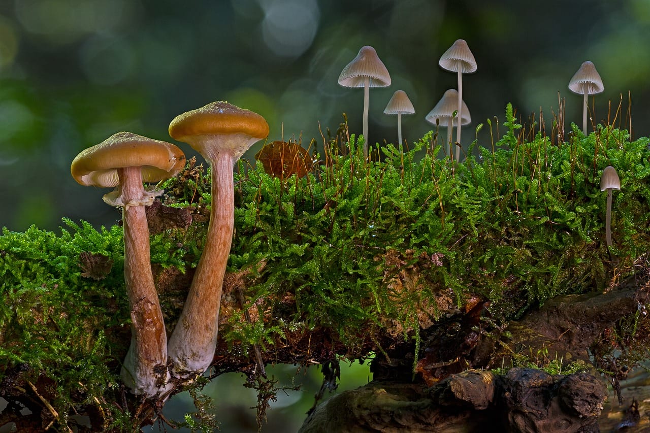 The Majority of Canadians, 80% to be Specific, Advocate for the Use of Psychedelic Mushrooms to Alleviate Existential Distress