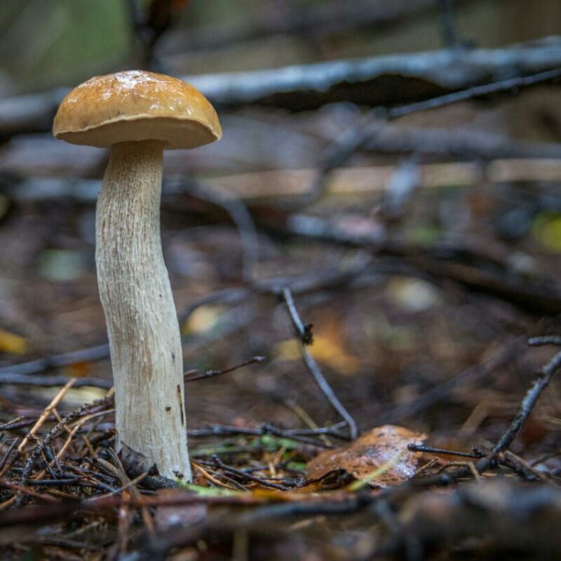 Shrooms online | Shrooms Edibles Online Canada