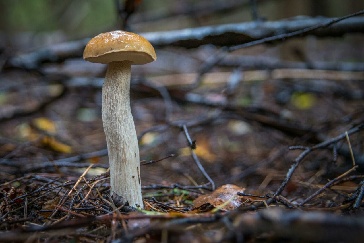Recent Studies on Psychedelic Mushrooms Indicate that Extended Interruptions in Brain Function Could Benefit Mental Health