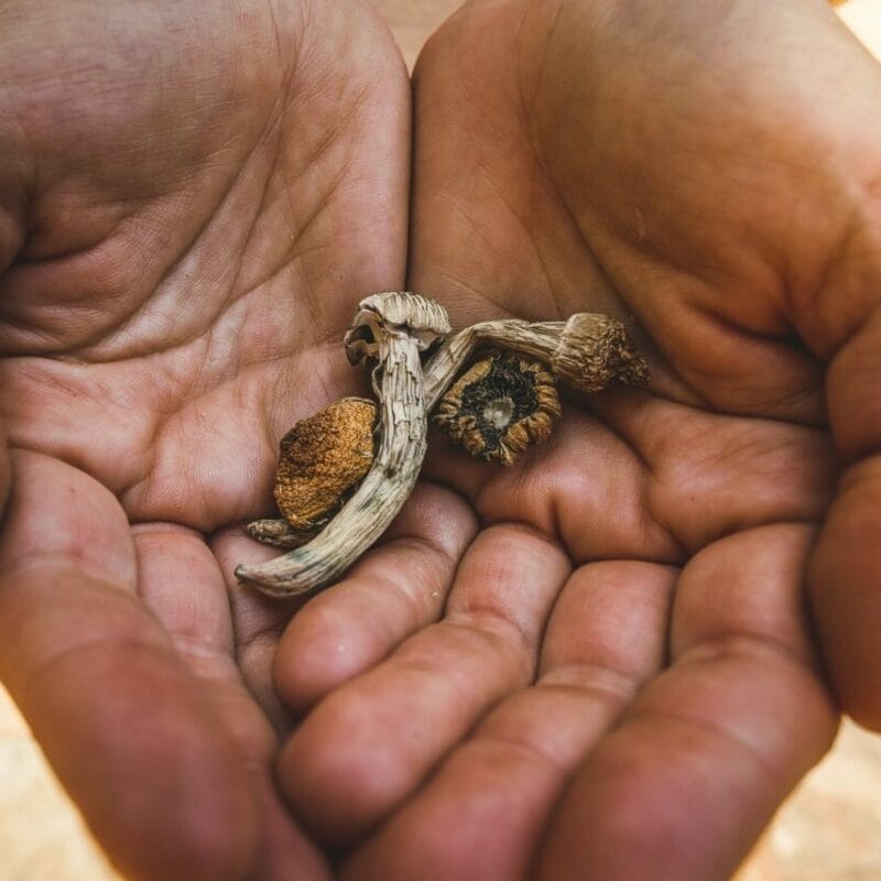 dried shrooms | Shrooms Edibles Online Canada