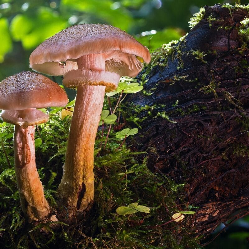 magic mushroom delivery | Shrooms Edibles Online Canada