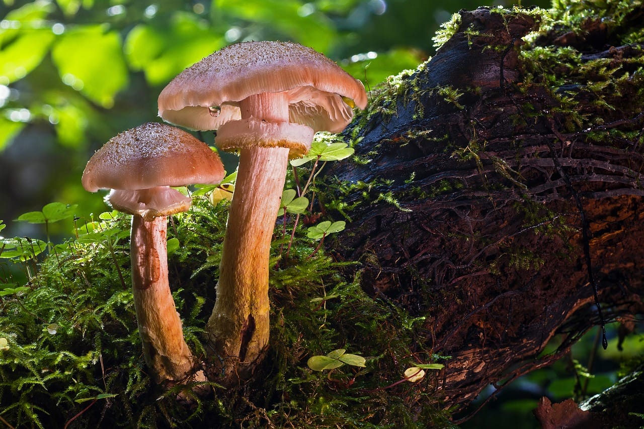 Magic Mushrooms and Psychedelia – Their Role in Advancing Our Species?