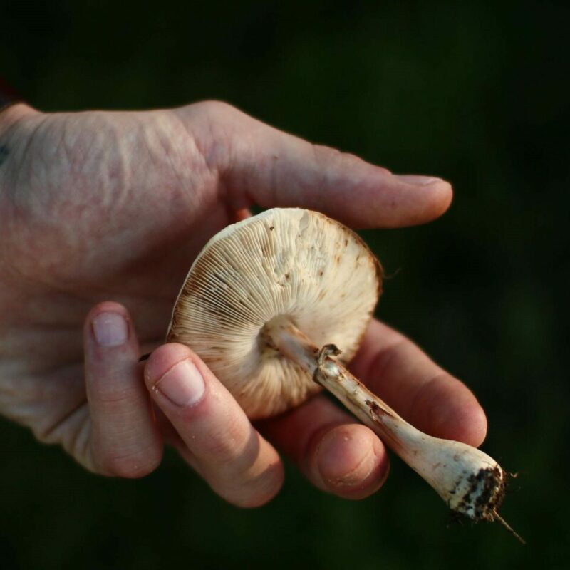 Shrooms | Shrooms Edibles Online Canada