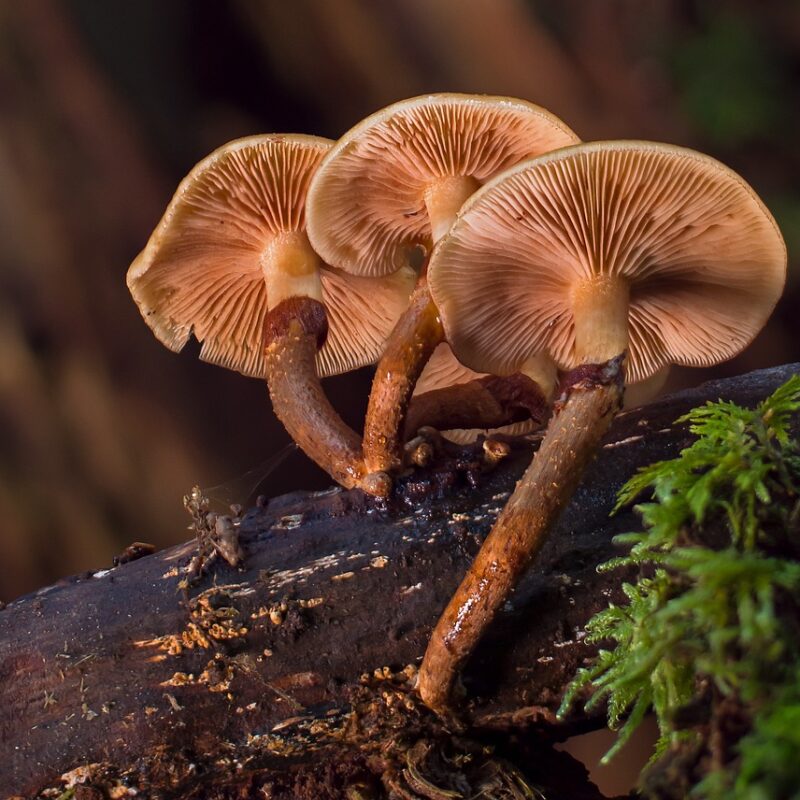 alacabenzi strain | Shrooms Edibles Online Canada