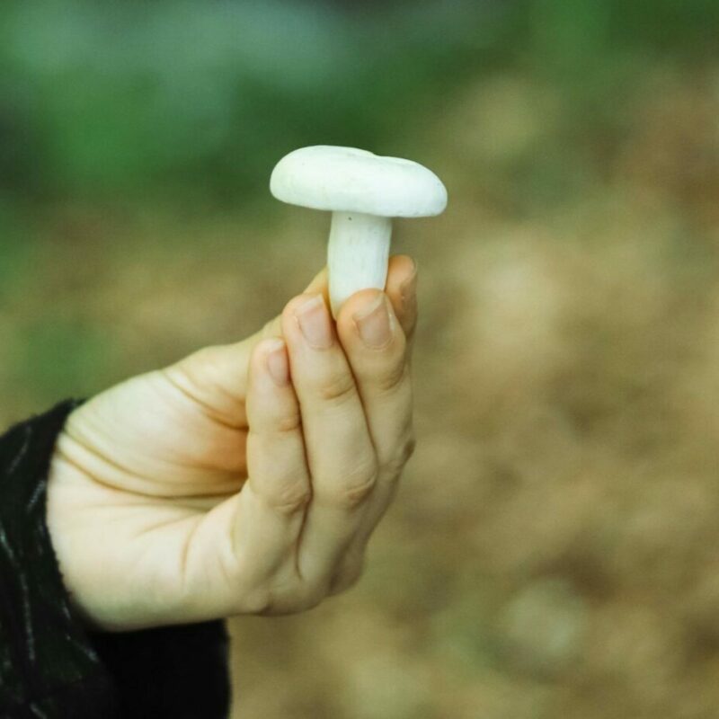 shrooms online in Canada | Shrooms Edibles Online Canada