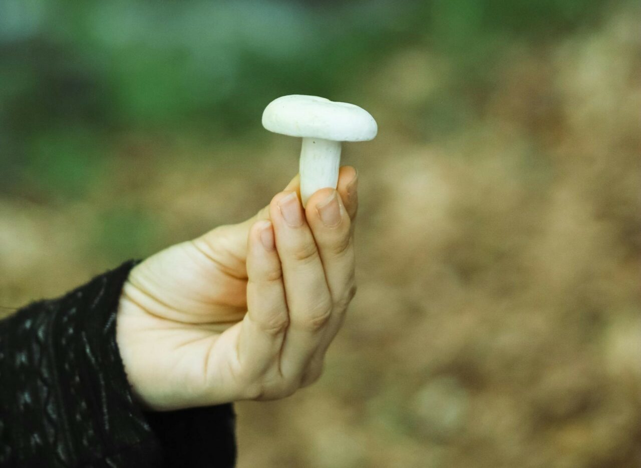 Discover Five Mushroom Types Suitable for Every Psychedelic Aficionado