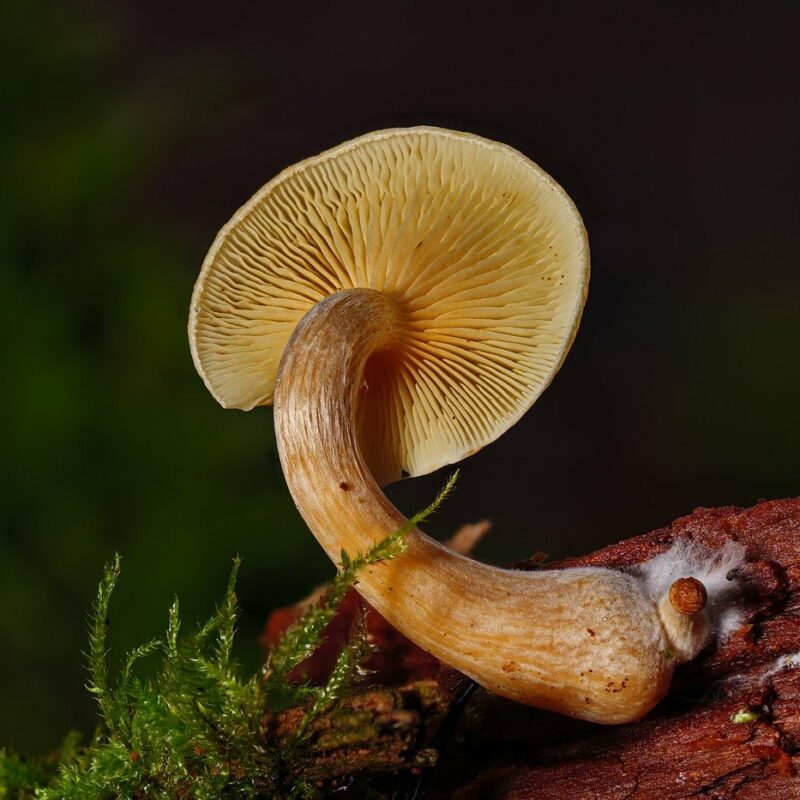 Alacabenzi Strain | Shrooms Edibles Online Canada