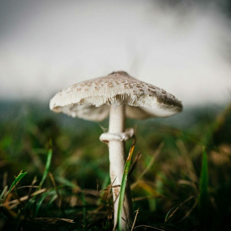White Monster | Shrooms Edibles Online Canada